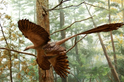 archaeopteryx-14.jpg