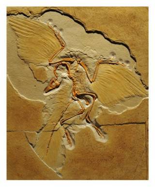 archaeopteryx-17-fileminimizer.jpg